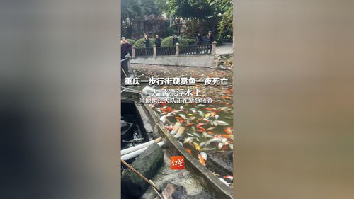 亲历重庆公园观赏鱼大量死亡事件：真相与反思