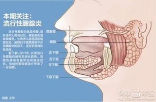 甲流的阴影：7岁女童离去背后的警示