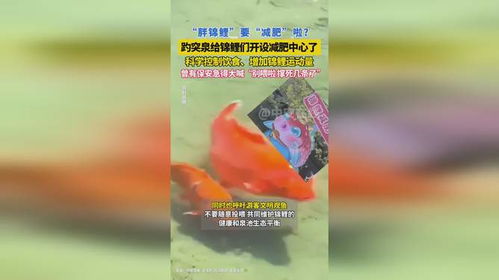 趵突泉的锦鲤减肥中心：游客投喂背后的真相与科学投喂指南