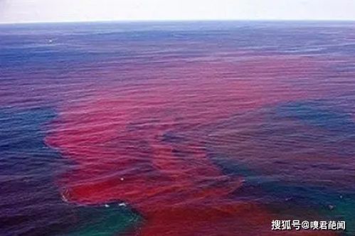 华南多地海域发生赤潮 专家提醒：远离赤潮海域，确保安全