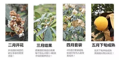 白色橄榄树连更15天：一场令人着迷的视听盛宴