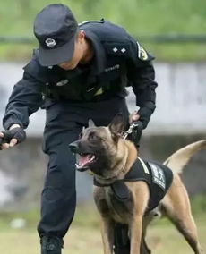 警犬搜寻15公里找回走失群众：惊心动魄的救援行动