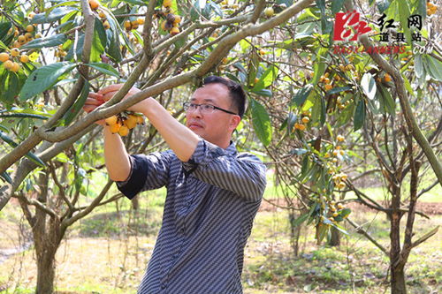 千里扛枇杷树返乡：男子用行动诠释亲情与乡情