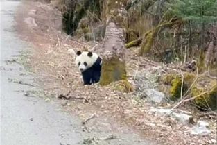 偶遇野生大熊猫：公路上边跑边扭屁股的可爱瞬间