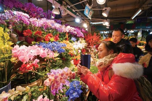 春节临近，“年宵花”热销：我与鲜花市场的亲密接触