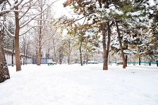 北京的雪：一场与雪共舞的心灵之旅