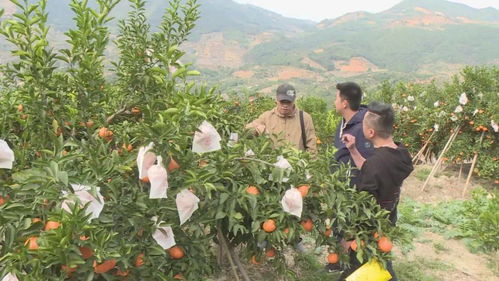 成都种植户彭跃的耙耙柑故事：丰收与挑战并存