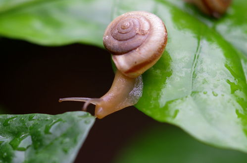 雨后蜗牛壳闪闪发亮
