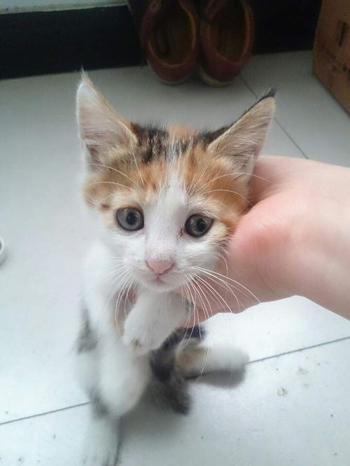 一只可爱的小猫咪