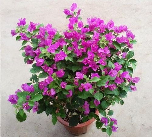 专业人员修剪三角梅