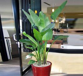 被污染的晶花池