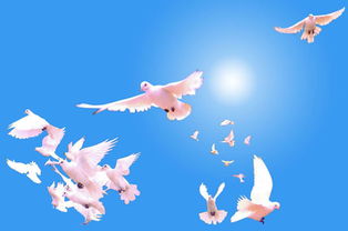 和平鸽象征和平希望