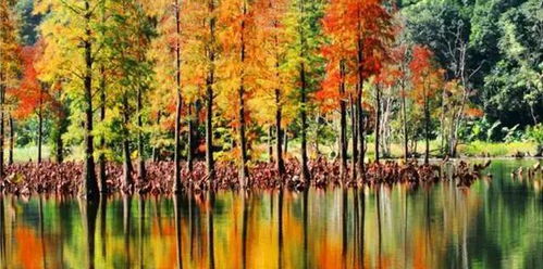 一片宁静的森林