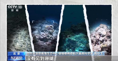 退化的珊瑚礁生态系统