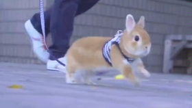 兔子警官的微笑