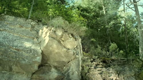 一片宁静的森林景色