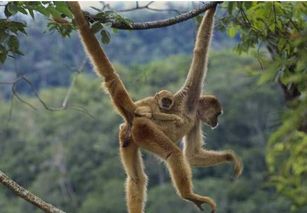 一只猴子用尾巴挂在树上