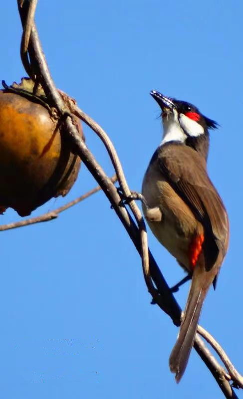 李现观鸟时的照片